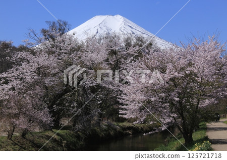 Cherry blossom 125721718