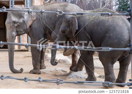 Two elephants standing behind a fence in a zoo in Seoul Children's Grand Park, South Korea 125721816