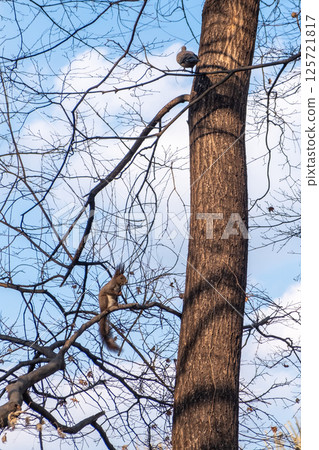Tree Branch with squirrel against the sky in winter Tree Branch with squirrel against the sky in winter 125721817