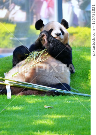 吃飛蛾的大熊貓 吃飛蛾的大熊貓 125721821