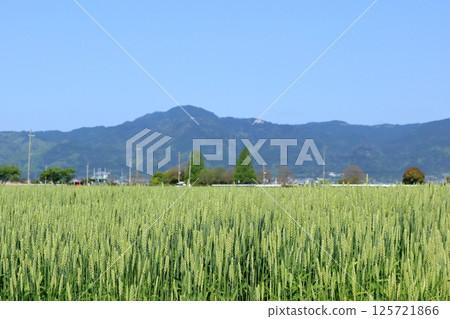 Blue sky, wheat field and Mt. Hiei 125721866