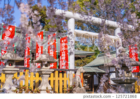 京都山科花山稻荷神社大雪櫻 京都山科花山稻荷神社大雪櫻 125721868