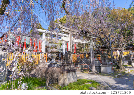 京都山科花山稻荷神社大雪櫻 京都山科花山稻荷神社大雪櫻 125721869
