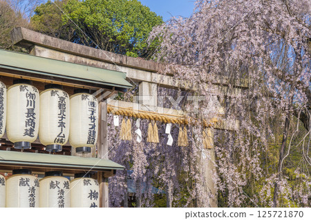 大石神社鳥居與垂枝櫻花（京都市山科區） 125721870