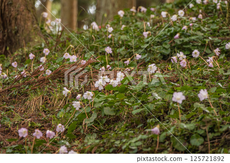 A large colony of rock lichen in early spring in the Funato area of Toyama, Nakagawa Town, Tochigi Prefecture 125721892