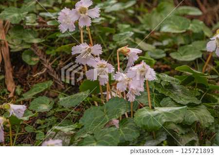 A large colony of rock lichen in early spring in the Funato area of Toyama, Nakagawa Town, Tochigi Prefecture 125721893