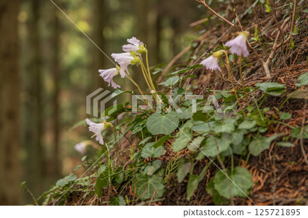 A large colony of rock lichen in early spring in the Funato area of Toyama, Nakagawa Town, Tochigi Prefecture A large colony of rock lichen in early spring in the Funato area of Toyama, Nakagawa Town, Tochigi Prefecture 125721895