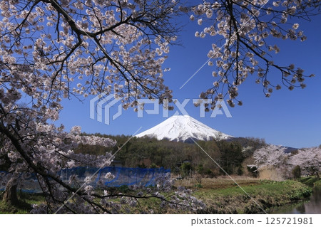 櫻花 櫻花 125721981