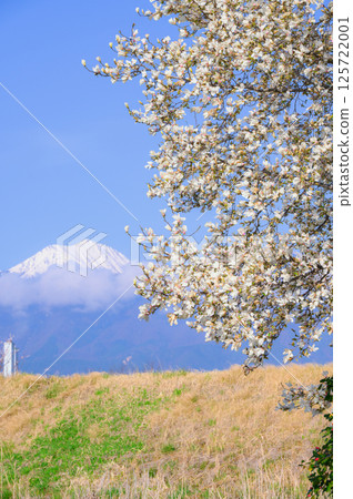 Magnolias and Mount Jonen [Azumino City] 125722001