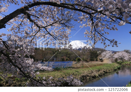 Cherry blossom Cherry blossom 125722006