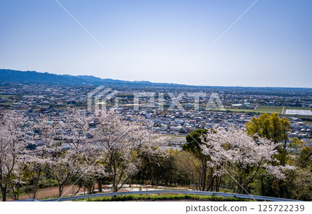 Cherry blossoms at Tokoyama Park and the cityscape of Izumi City Cherry blossoms at Tokoyama Park and the cityscape of Izumi City 125722239