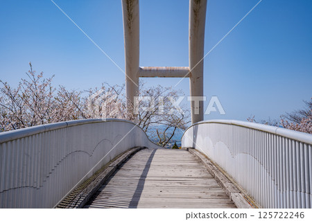 常山公園的櫻花(和泉市) 常山公園的櫻花(和泉市) 125722246