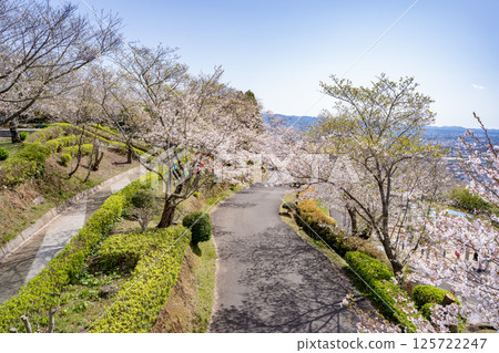 Cherry blossoms at Tokoyama Park and the cityscape of Izumi City 125722247