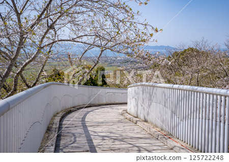 Cherry blossoms at Tokoyama Park (Izumi City) 125722248