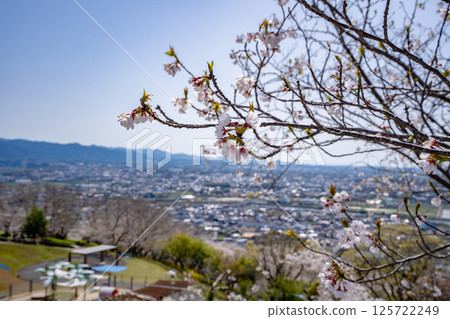 Cherry blossoms at Tokoyama Park and the cityscape of Izumi City 125722249
