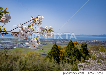 Cherry blossoms at Tokoyama Park and the cityscape of Izumi City 125722251