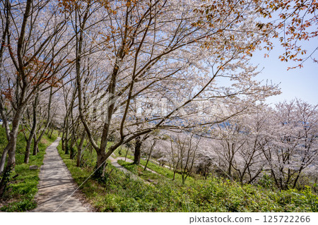 常山公園的櫻花（和泉市） 125722266