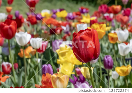美麗的鬱金香花 美麗的鬱金香花 125722274