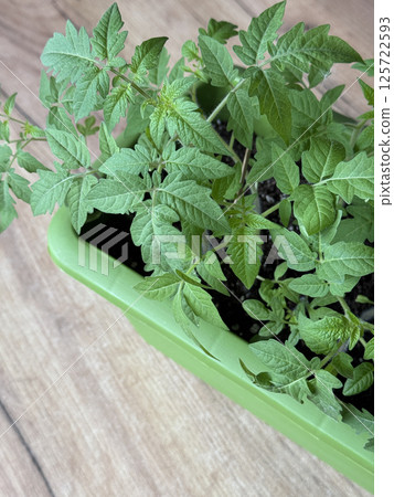 Tomato seedlings in plastic containers. Preparation for the gardening season. Indoor vegetable garden. High-Angle Shot. Tomato seedlings in plastic containers. Preparation for the gardening season. Indoor vegetable garden. High-Angle Shot. 125722593
