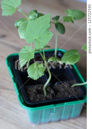 Cucumber seedlings in a plastic container. Preparation for the gardening season. Indoor vegetable garden. 125722595