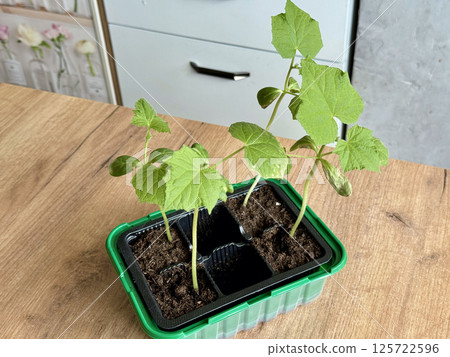 Cucumber seedlings in a plastic container. Preparation for the gardening season. Indoor vegetable garden. 125722596