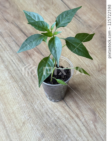 Pepper seedlings in plastic container. Preparation for the gardening season. Indoor vegetable garden. 125722598