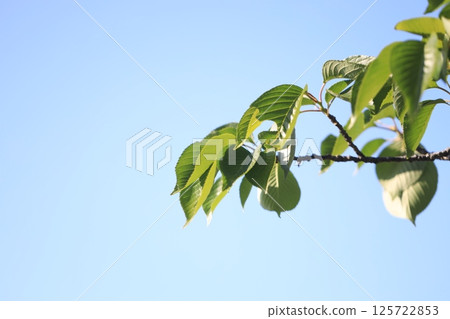 藍天與新綠的櫻花 125722853