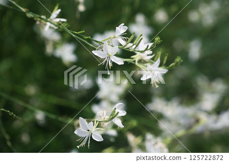 White flower of the swan 125722872