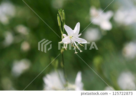 White flower of the swan 125722873