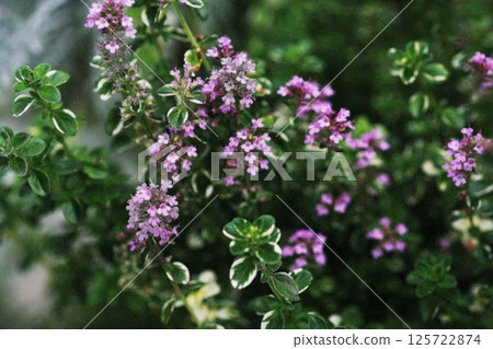 Herb French thyme flower 125722874