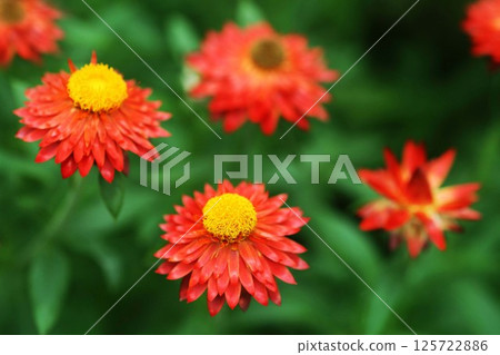 Helichrysum orange flower 125722886