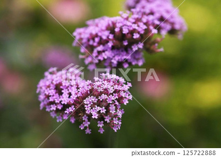 柳花,淡粉紅色的花朵 柳花,淡粉紅色的花朵 125722888