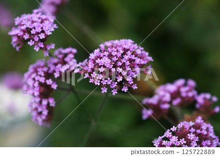 柳花，淡粉紅色的花朵 125722889
