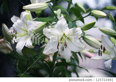 百合：大型白色花朵 125722891