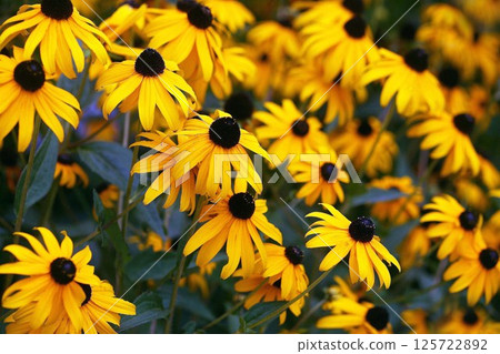 在盛開的黃金菊花 125722892