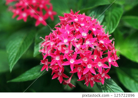 紅色五星級花 125722896