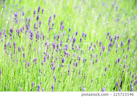 Beautiful lavender scenery in June in Furano, Hokkaido Beautiful lavender scenery in June in Furano, Hokkaido 125723146