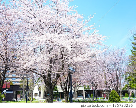 Spring in Hokkaido: Cherry blossoms and Sapporo Beer Garden 125723256