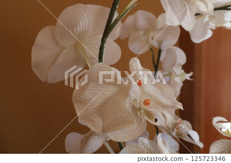 房間裡的白色花朵 125723346