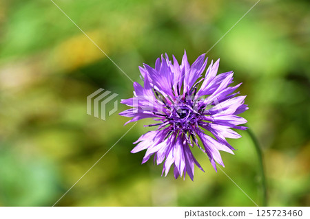 Yagurumagiku (Yagurugiku) 125723460