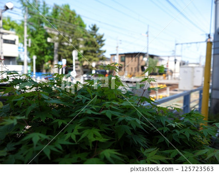 Walking around Ichikawa 125723563