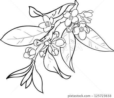 Garcinia Branch with Flowers Fruits and Leaves Outline Illustration. 125723638