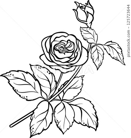 Rose Branch with Flowers and Leaves Outline Illustration.  125723644
