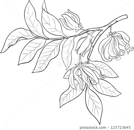 Ylang Ylang Branch with Flowers and Leaves Outline Illustration. Essential oil ingredient for cosmetics, spa, aromatherapy, health care, alternative medicine. Ylang Ylang Branch with Flowers and Leaves Outline Illustration. Essential oil ingredient for cosmetics, spa, aromatherapy, health care, alternative medicine. 125723645