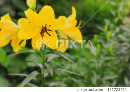 大朵亮黃色的百合花 125723711