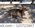 Itsukushima deer 125723867