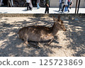 Itsukushima deer 125723869