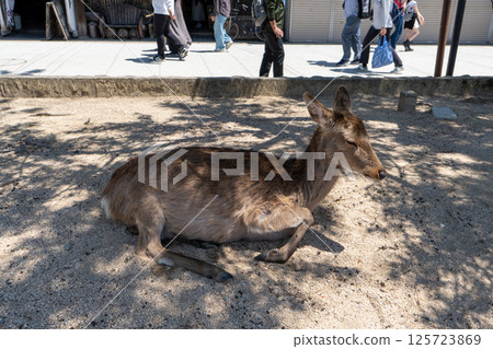 Itsukushima deer 125723869