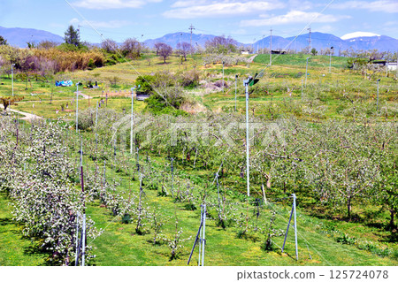 View of Mount Asama from the apple orchards of Gorinkubo (Tateshina Town, Nagano Prefecture) [May 2025] 125724078