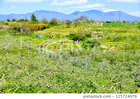 View of Mount Asama from the apple orchards of Gorinkubo (Tateshina Town, Nagano Prefecture) [May 2025] 125724079